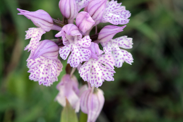 Orchidee della Majella